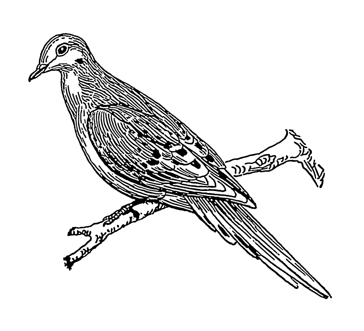 comment dessiner une colombe